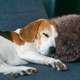 Tricolor Beagle Dog Sleeping on Sofa with Brown Fluffy Pillow Tricolor Beagle Dog Sleeping on Sofa with Brown Fluffy Pillow - PhotoDune Item for Sale
