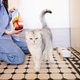 Domestic cat with gray and white fur walks on patterned floor while owner in striped shirt kneels an Domestic cat with gray and white fur walks on patterned floor while owner in striped shirt kneels an - PhotoDune Item for Sale