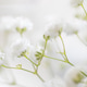 Delicate white flowers with soft petals and green stems arranged in a blurred background, creating a Delicate white flowers with soft petals and green stems arranged in a blurred background, creating a - PhotoDune Item for Sale