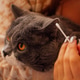 Gray British Shorthair cat with orange eyes being groomed with a cotton swab by a person in a cozy i Gray British Shorthair cat with orange eyes being groomed with a cotton swab by a person in a cozy i - PhotoDune Item for Sale