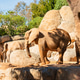 African Elephants Standing on Rocky Terrain in Zoo Habitat African Elephants Standing on Rocky Terrain in Zoo Habitat - PhotoDune Item for Sale