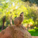 Meerkat Sitting on Rock in Zoo Habitat With Green Natural Background Meerkat Sitting on Rock in Zoo Habitat With Green Natural Background - PhotoDune Item for Sale
