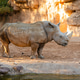White Rhinoceros Standing in Zoo Enclosure African Wildlife Animal White Rhinoceros Standing in Zoo Enclosure African Wildlife Animal - PhotoDune Item for Sale
