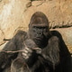 Gorilla Sitting and Eating Twig in Sunlight Against Rock Wall Gorilla Sitting and Eating Twig in Sunlight Against Rock Wall - PhotoDune Item for Sale