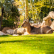 Antelope Resting on Green Grass in Sunny Zoo Habitat With Rocks and Tropical Plants Antelope Resting on Green Grass in Sunny Zoo Habitat With Rocks and Tropical Plants - PhotoDune Item for Sale