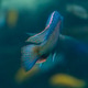 Colorful Tropical Fish Swimming Underwater Rear View in Blue Water Colorful Tropical Fish Swimming Underwater Rear View in Blue Water - PhotoDune Item for Sale