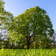 Scenic park panorama landscape Magdeburg Germany lush green grass tall trees glowing under warm sun Scenic park panorama landscape Magdeburg Germany lush green grass tall trees glowing under warm sun - PhotoDune Item for Sale