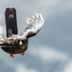 Black alpine chough bright yellow beak orange claws flies wide wings against alpine mountain backgro Black alpine chough bright yellow beak orange claws flies wide wings against alpine mountain backgro - PhotoDune Item for Sale