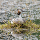 Great Crested Grebe sits on floating nest, daytime Great Crested Grebe sits on floating nest, daytime - PhotoDune Item for Sale