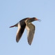 Common Sandpiper soars across clear blue sky Common Sandpiper soars across clear blue sky - PhotoDune Item for Sale
