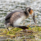 Great Crested Grebe protecting egg on water nest Great Crested Grebe protecting egg on water nest - PhotoDune Item for Sale