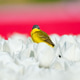 Western yellow wagtail bird sitting on a tulip in a blooming field. Western yellow wagtail bird sitting on a tulip in a blooming field. - PhotoDune Item for Sale