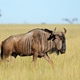 Blue wildebeest in grassland - South Africa Blue wildebeest in grassland - South Africa - PhotoDune Item for Sale