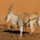 Eland antelope drinking at a muddy waterhole Eland antelope drinking at a muddy waterhole - PhotoDune Item for Sale