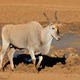 Eland antelope at a muddy waterhole Eland antelope at a muddy waterhole - PhotoDune Item for Sale