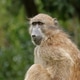 Chacma baboon portrait - South Africa Chacma baboon portrait - South Africa - PhotoDune Item for Sale