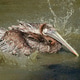 Brown pelican splashing in water Brown pelican splashing in water - PhotoDune Item for Sale