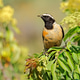 Buff-streaked chat perched on a branch Buff-streaked chat perched on a branch - PhotoDune Item for Sale