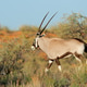 Gemsbok antelope in natural habitat Gemsbok antelope in natural habitat - PhotoDune Item for Sale