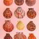 Colorful arrangement of various exotic seashells in pink and yellow hues against pink background. Colorful arrangement of various exotic seashells in pink and yellow hues against pink background. - PhotoDune Item for Sale