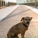 Small cute brown dog is sitting on empty street. Small cute brown dog is sitting on empty street. - PhotoDune Item for Sale
