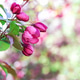 Red apple tree flowers in in springtime on blurred background and copy space. Spring season concept. Red apple tree flowers in in springtime on blurred background and copy space. Spring season concept. - PhotoDune Item for Sale