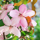 Blossom pink flowers of apple tree on the background of blooming garden in spring. Blossom pink flowers of apple tree on the background of blooming garden in spring. - PhotoDune Item for Sale