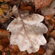 Orange oak leaves after rain on ground with brown dry autumn foliage and needles. Orange oak leaves after rain on ground with brown dry autumn foliage and needles. - PhotoDune Item for Sale