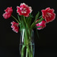 Bouquet of beautiful red tulips in transparent glass vase on black background. Bouquet of beautiful red tulips in transparent glass vase on black background. - PhotoDune Item for Sale