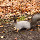 Cute squirrel is walking in a park with autumn leaves. Cute squirrel is walking in a park with autumn leaves. - PhotoDune Item for Sale