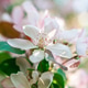 Brunch with blossom white apple tree flowers in backlight in springtime on blurred background. Brunch with blossom white apple tree flowers in backlight in springtime on blurred background. - PhotoDune Item for Sale