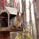 Curious fluffy squirrel sitting in a feeding trough in the forest. Wildlife protection. Curious fluffy squirrel sitting in a feeding trough in the forest. Wildlife protection. - PhotoDune Item for Sale