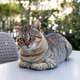 Homeless short haired tabby cat is resting on a table outside on a street. Kemer, Turkey. Homeless short haired tabby cat is resting on a table outside on a street. Kemer, Turkey. - PhotoDune Item for Sale
