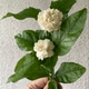 Fresh blooms of Jasmine sambac Fresh blooms of Jasmine sambac - PhotoDune Item for Sale
