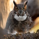 Great Horned Owl at Sunrise Great Horned Owl at Sunrise - PhotoDune Item for Sale
