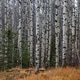 An Aspen Tree Forest in Autumn An Aspen Tree Forest in Autumn - PhotoDune Item for Sale