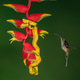 Hummingbird and Eyelash Viper in Costa Rica Hummingbird and Eyelash Viper in Costa Rica - PhotoDune Item for Sale