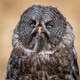 Great Gray Owl with a Vole Great Gray Owl with a Vole - PhotoDune Item for Sale