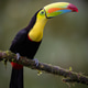 Toucan in Costa Rica Toucan in Costa Rica - PhotoDune Item for Sale