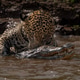 Jaguar Hunting a Caiman Jaguar Hunting a Caiman - PhotoDune Item for Sale