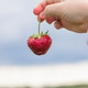 Fresh Ripe Strawberries in hand on Organic Farm with Strawberry Plants Growing in Garden Fresh Ripe Strawberries in hand on Organic Farm with Strawberry Plants Growing in Garden - PhotoDune Item for Sale