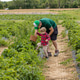 Happy Family Picking Fresh Strawberries Together at Organic Farm on Sunny Summer Day Happy Family Picking Fresh Strawberries Together at Organic Farm on Sunny Summer Day - PhotoDune Item for Sale