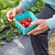 Happy Family Picking Fresh Strawberries Together at Organic Farm on Sunny Summer Day Happy Family Picking Fresh Strawberries Together at Organic Farm on Sunny Summer Day - PhotoDune Item for Sale