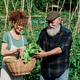 Senior couple harvesting organic vegetables in urban garden Senior couple harvesting organic vegetables in urban garden - PhotoDune Item for Sale