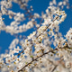 Blooming cherry plum tree in the spring garden. Blooming cherry plum tree in the spring garden. - PhotoDune Item for Sale