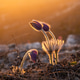 Dream-grass or Pulsatilla patens blooms in spring Dream-grass or Pulsatilla patens blooms in spring - PhotoDune Item for Sale