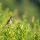 Male bluethroat on green bush copy space Male bluethroat on green bush copy space - PhotoDune Item for Sale