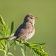Booted warbler singing on green stem close-up Booted warbler singing on green stem close-up - PhotoDune Item for Sale