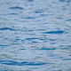 Blue water surface background with gentle ripples Blue water surface background with gentle ripples - PhotoDune Item for Sale