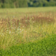 Wildflowers and grass meadow landscape copy space Wildflowers and grass meadow landscape copy space - PhotoDune Item for Sale